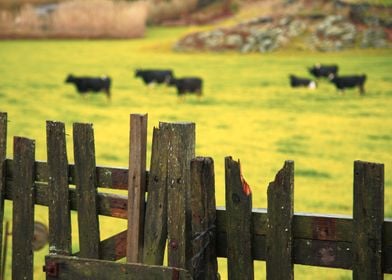 Pasture fence and cows