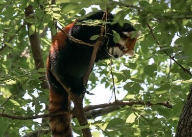 Lazy Red Panda