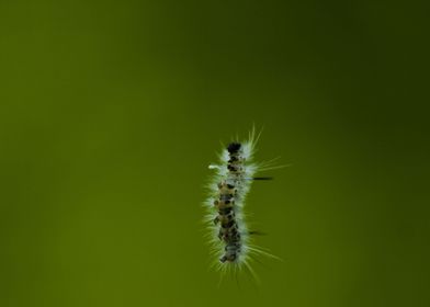 Caterpillar in Space