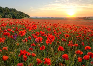 Poppies