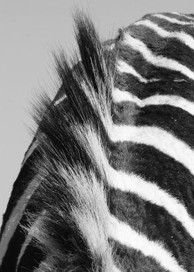 Zebra Back