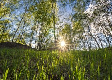 Birch Forrest