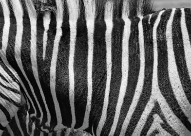 Zebra Pattern G