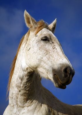 Horse portrait