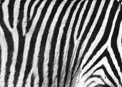 Zebra Pattern B 