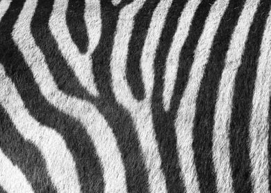 Zebra Pattern A