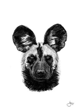 Endangered Wild Dog