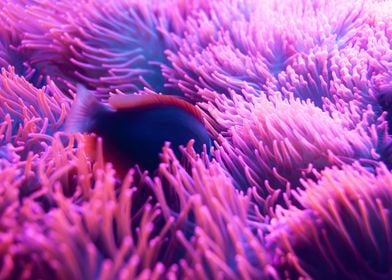 Fish hiding in its anemone