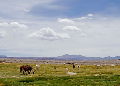 landscape with lamas