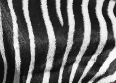 Zebra Pattern D