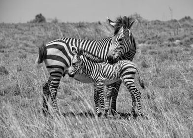 Zebra Mother with Baby