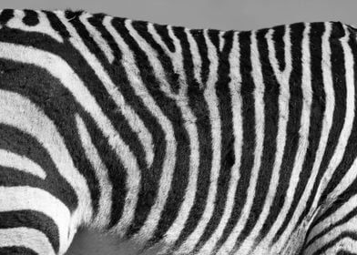 Zebra Pattern F