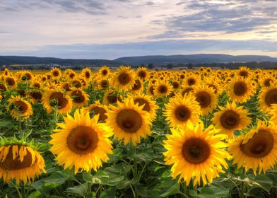 Sunflowers