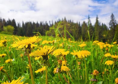 dandelion flowers