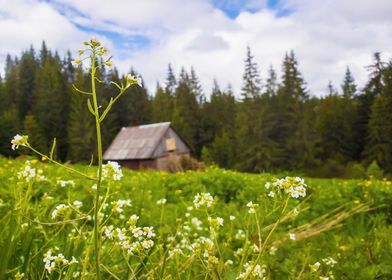 rural spring scene