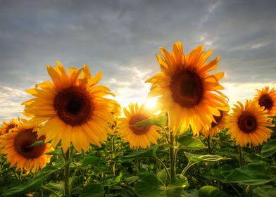 summer flowers