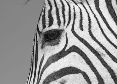 Zebra Close up