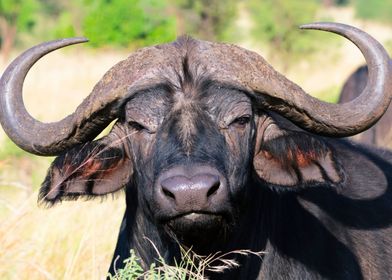 Buffalo serengeti
