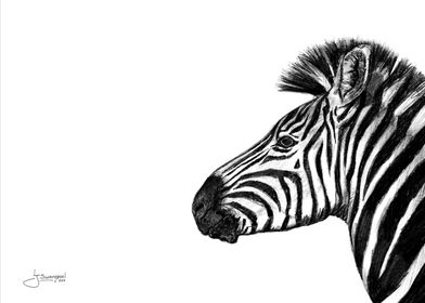 The Plains Zebra