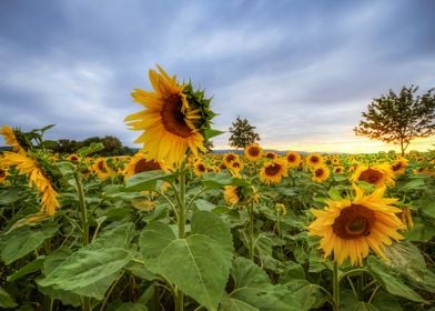 sunflowers