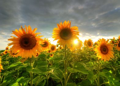 Summer Flowers