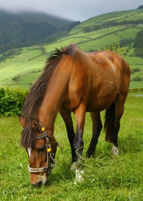 Horse grazing