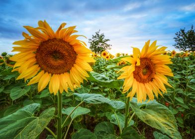 Sunflower