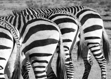 Zebra Bums