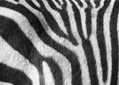 Zebra Pattern C