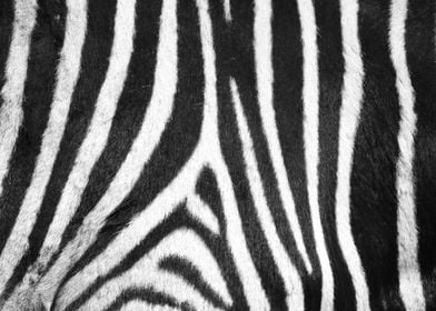 Zebra Pattern E