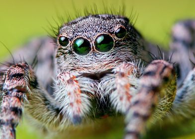 Portrait of Jumping spider