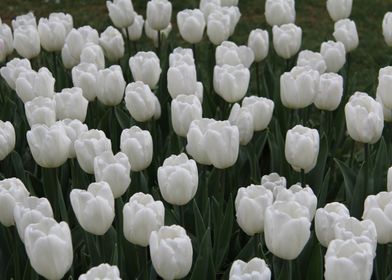 Pure White Tulips