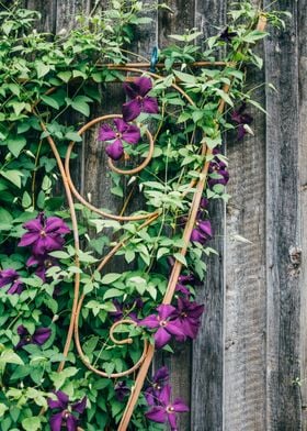 Purple Flowers Wall