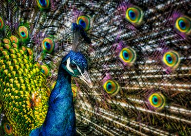 Beautiful peacock portrait