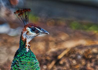 Beautiful peacock portrait