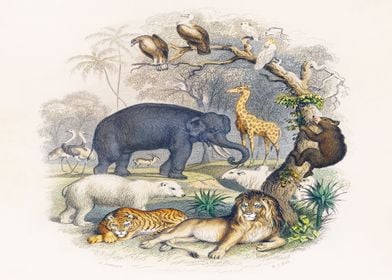 Animals and  nature