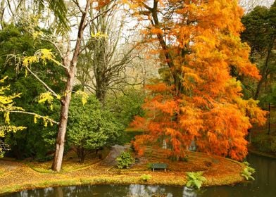 Willow in Autumn colors