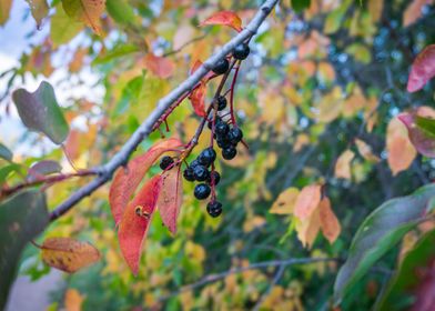 Berries on a Branch