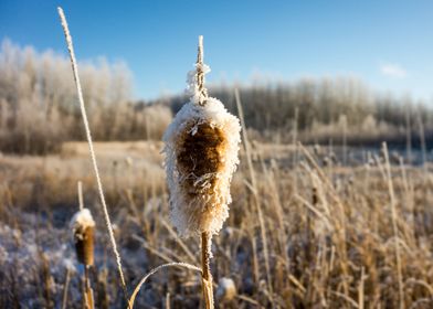 Frozen Pussy Willow