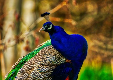 Peacock close up