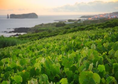 Grapevines and islet