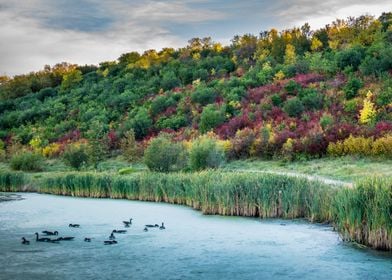 Ducks on a Pond