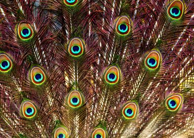 Beautiful peacock portrait