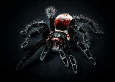 black Spider poster 