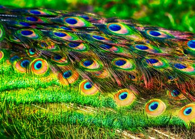 Beautiful peacock portrait