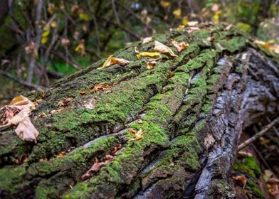 Mossy Log