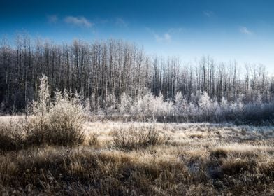 Frozen Forest