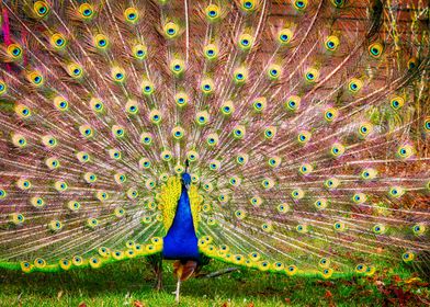 Beautiful peacock portrait