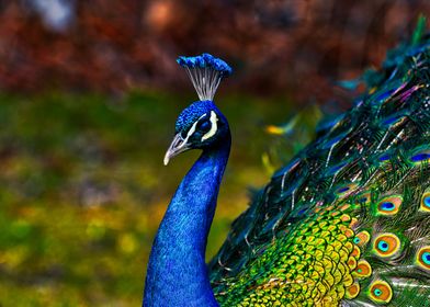 Beautiful peacock portrait