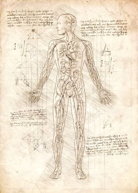 Human Circulatory System